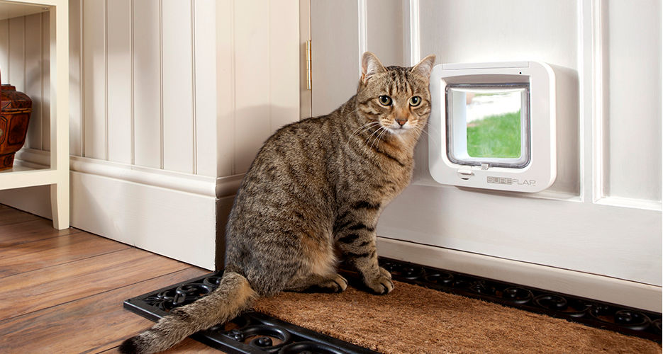 Как защитить межкомнатные двери от домашних животных?